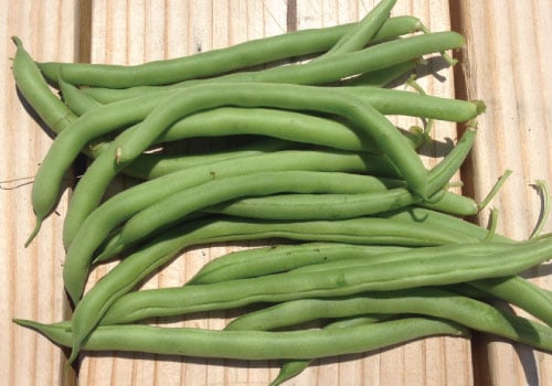 Blue Lake 274 Bush, Bean Seeds | Urban Farmer