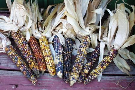Easy To Grow! Rare Giant Indian Corn Seeds X50!Colorful Massive Ears!Ornamental