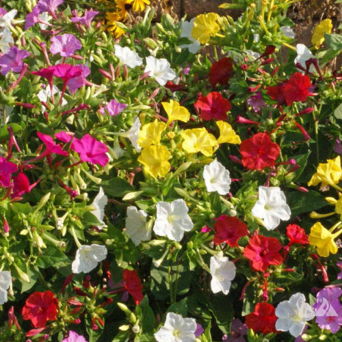 Formula Mix, Four O'clock Seeds Urban Farmer