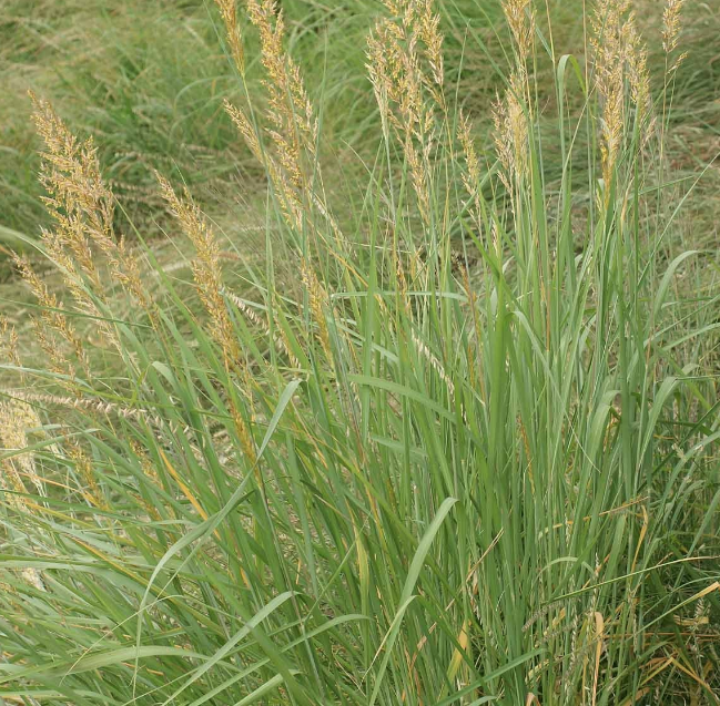 Indiangrass, Grass Seed | Urban Farmer