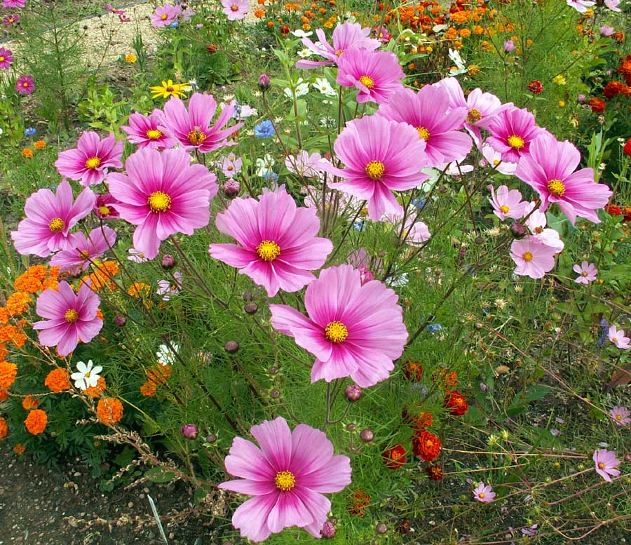 Radiance, Cosmo Seeds Urban Farmer