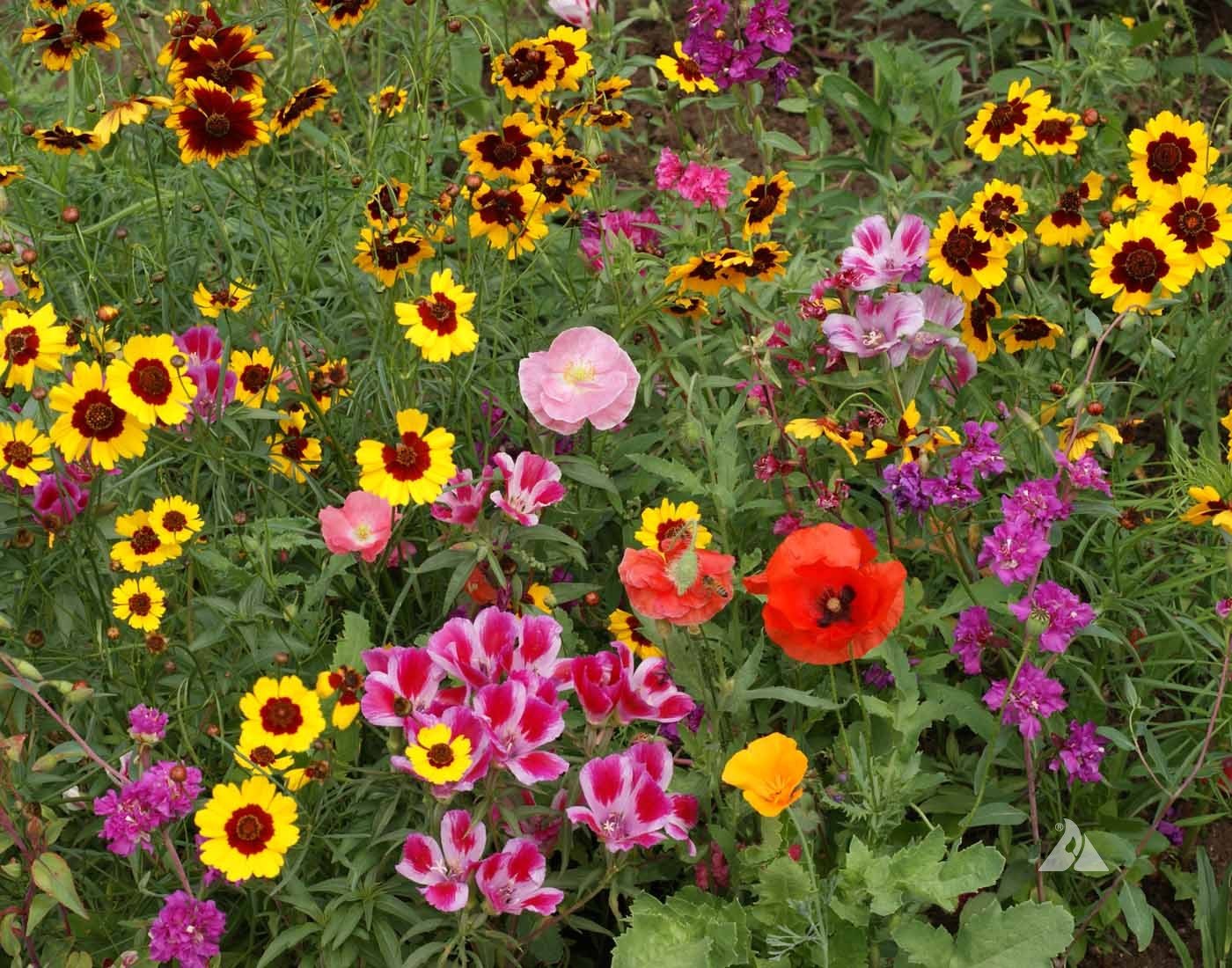 Western Pollinator Blend, Wildflower Seed Urban Farmer