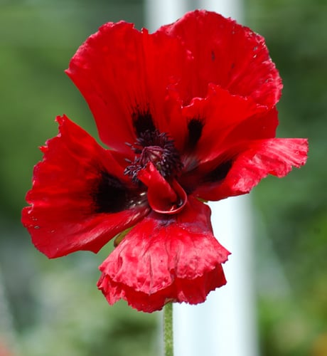 The Prettiest Poppies