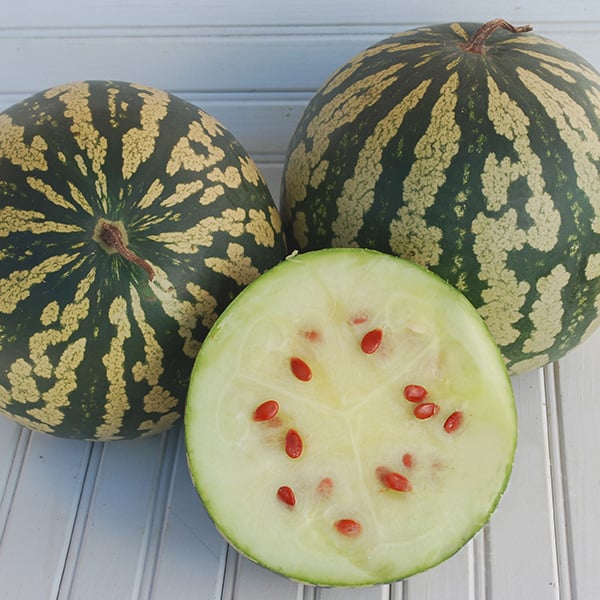 Citron Red Seeded, Watermelon Seeds Urban Farmer