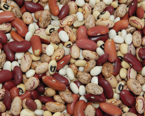 Small Red Soup Beans  Fresh Seed   FREE SHIPPING Soup Beans 