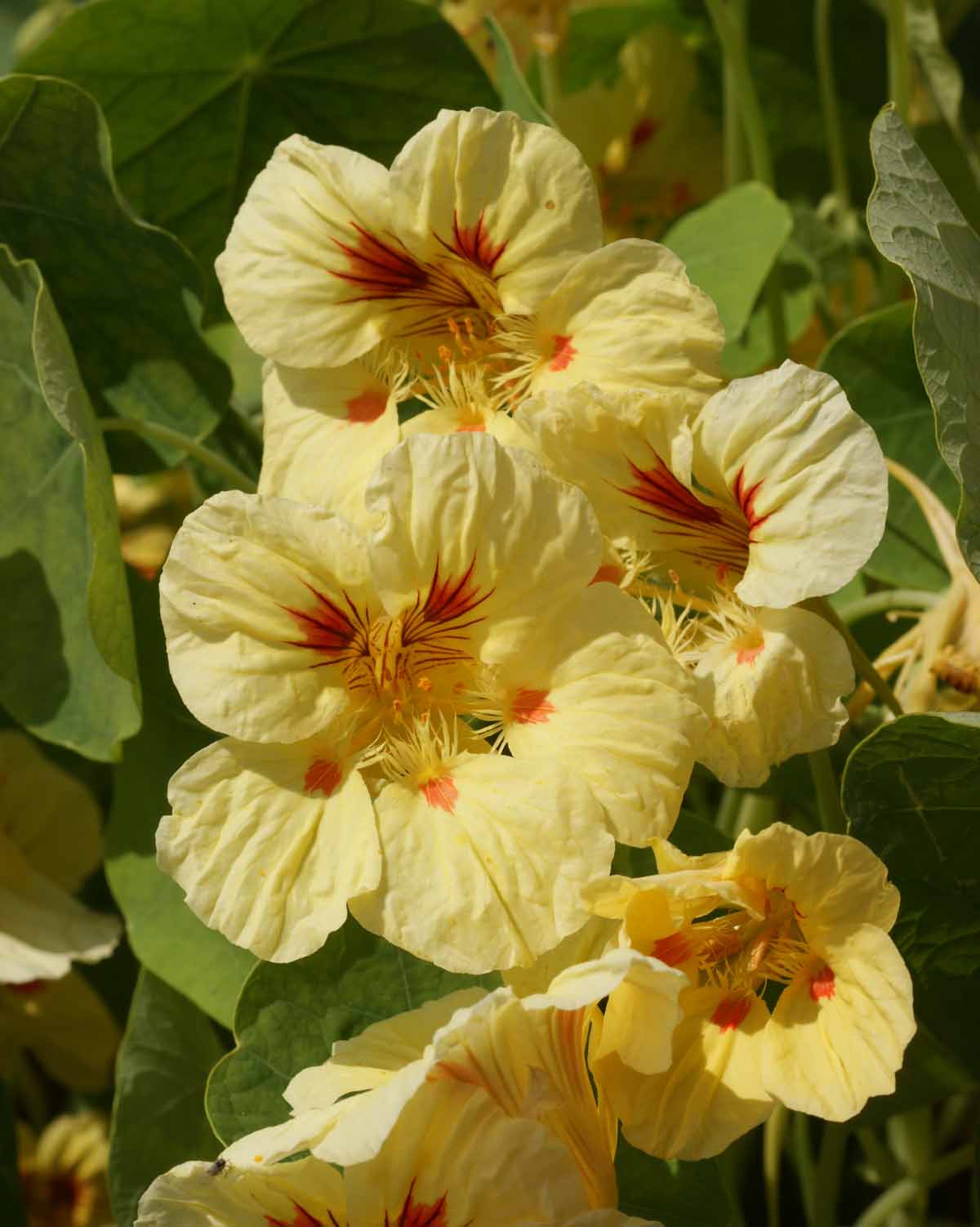 Peach Melba, Nasturtium Seeds Urban Farmer