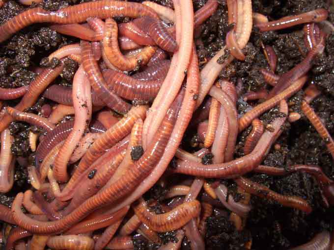 Giant Red Wiggler Worms, Composting Urban Farmer