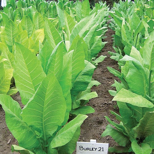 Burley 21, Tobacco Seed Urban Farmer