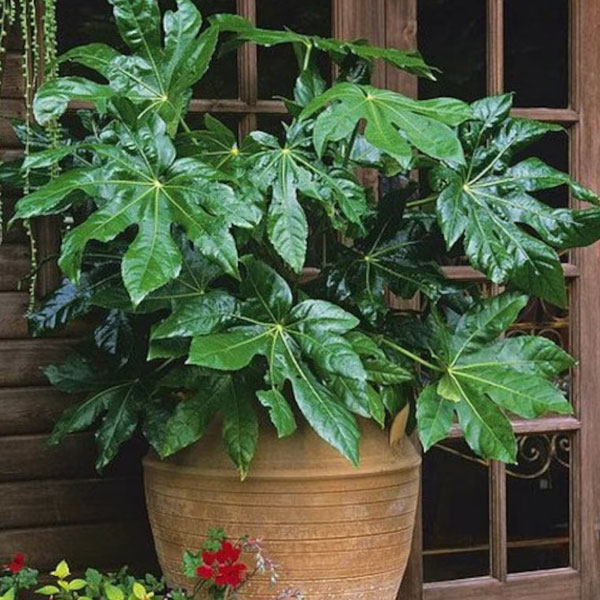 期間限定値下げ！早い者勝ち！　ＦＬＯＲＡＥ　ＪＡＰＯＮＩＣＡＥ　ＦＡＭＩＬＩＡＥ 期間限定値下げ！早い者勝ち！ FLORAE JAPONICAE