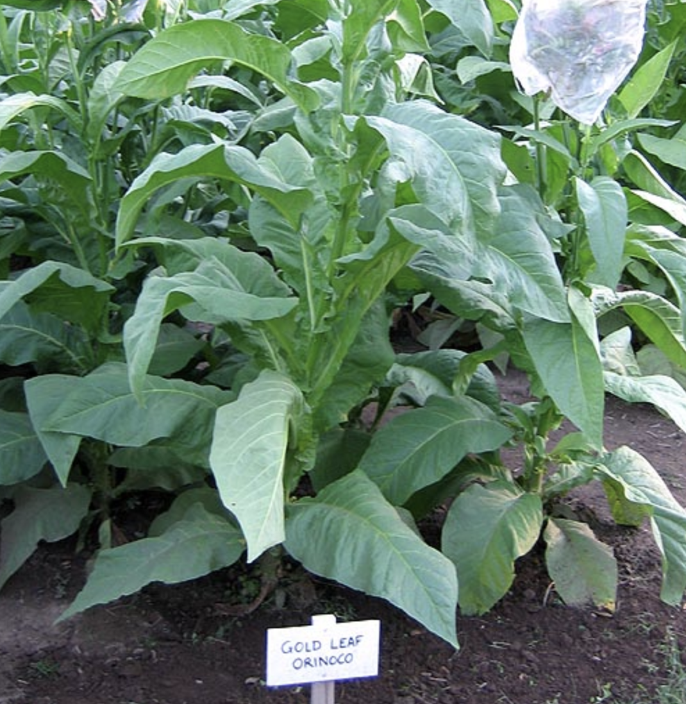 tobacco auctioneer chants from the past The tobacco auctioneer was the most important voice in North Carolina —  coats and ties, warehouse floors stacked with golden leaf, and a chant that  could move 300,000 pounds in under 40