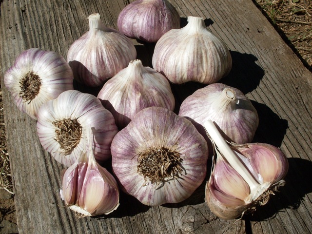 Purple Glazer, Garlic Seed | Urban Farmer