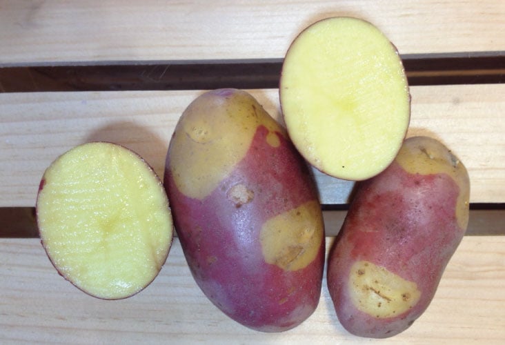 Pinto Gold, Seed Potatoes | Urban Farmer