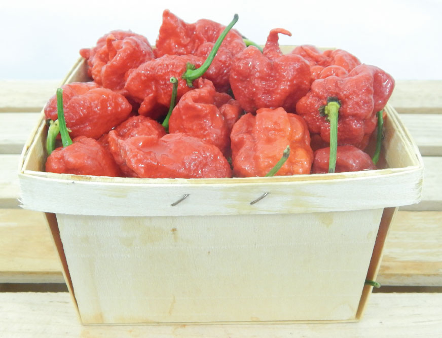 reaper pepper seeds reaper pepper seeds