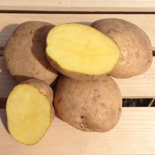 Yellow Finn, Seed Potatoes Urban Farmer