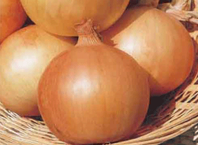 Seeds Onion Franchi Seeds of Italy Texas Early Grano 502 