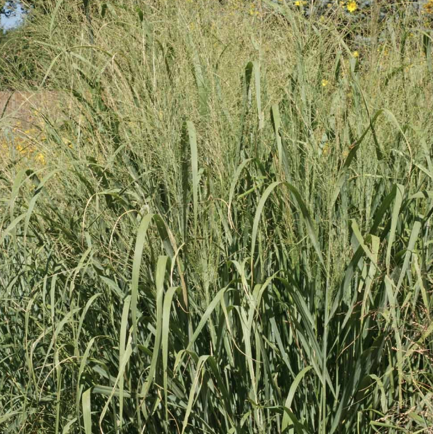 Switchgrass Alamo, Grass Seed Urban Farmer