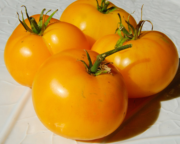 Azoychka Tomato Seeds Rare Russian Heirloom Variety 2018 Seeds 30