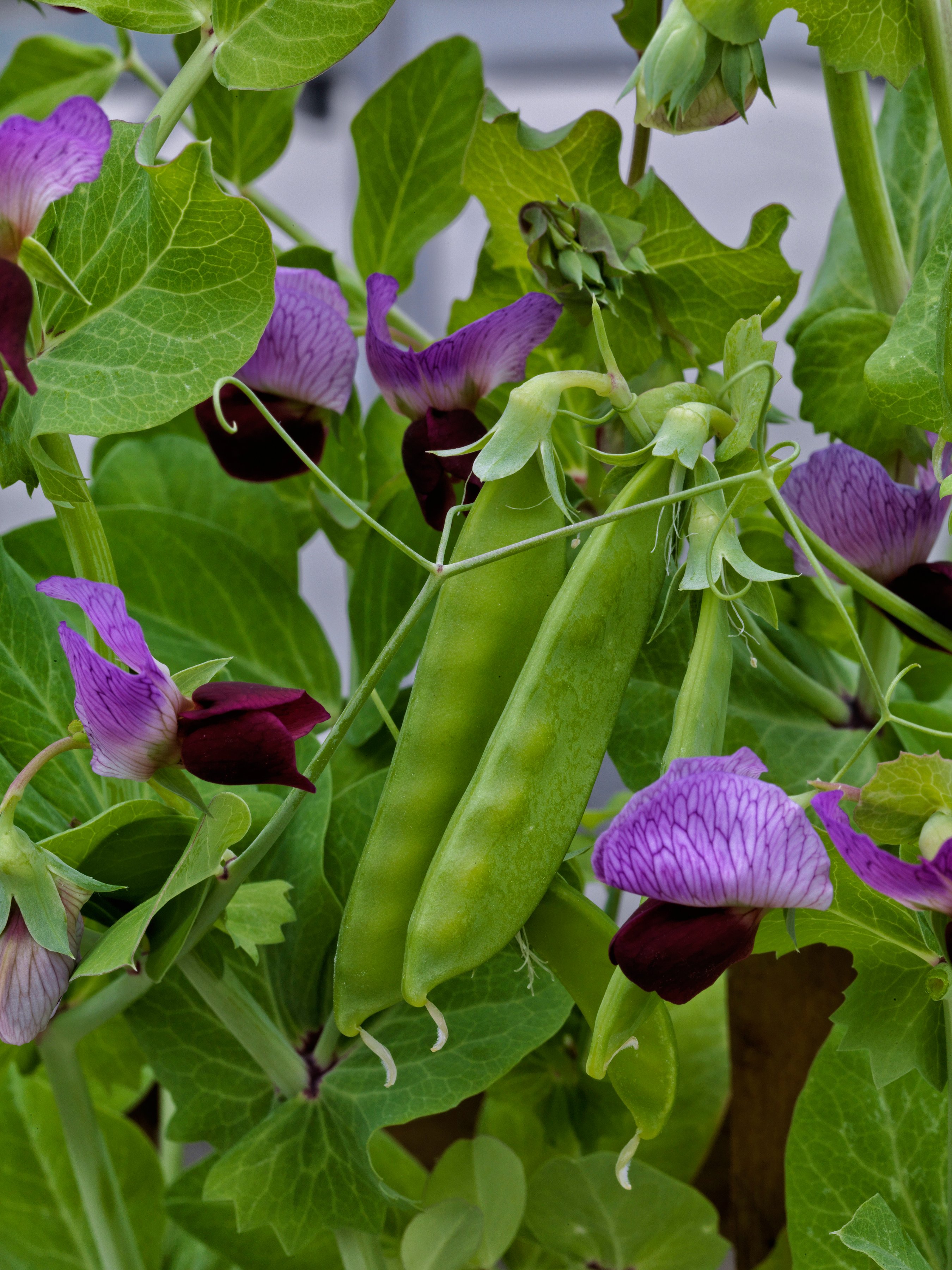 Little SnowPea Purple, Pea Seeds | Peas, image size:2700x3600