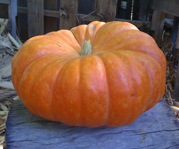 Cinderella, Pumpkin Seeds Urban Farmer