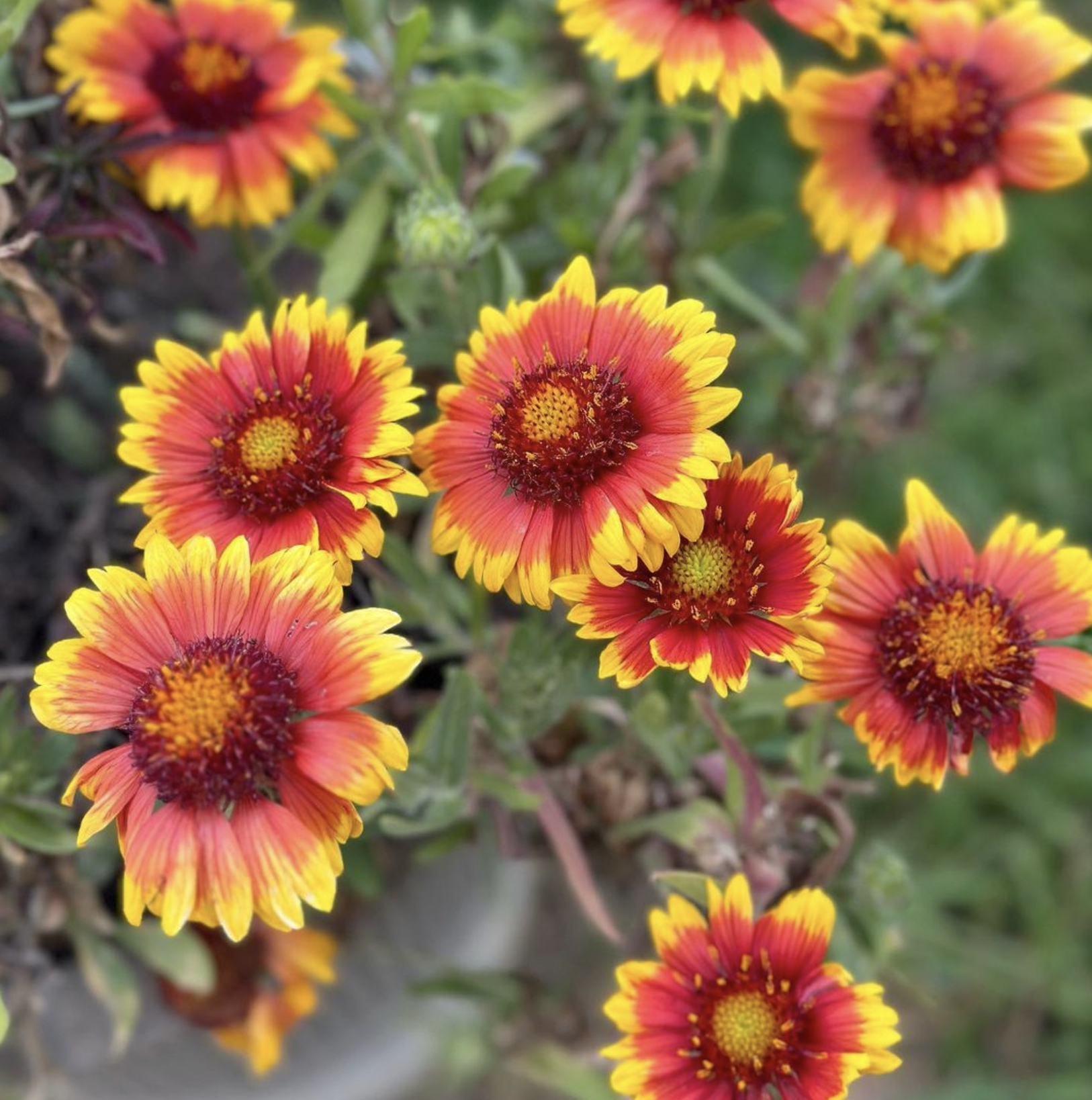 Arizona Sun, Gaillardia Urban Farmer