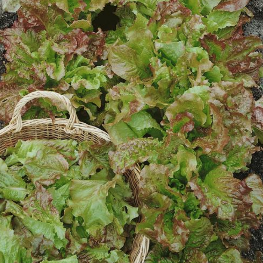 Santa Fe, Lettuce Seeds | Urban Farmer