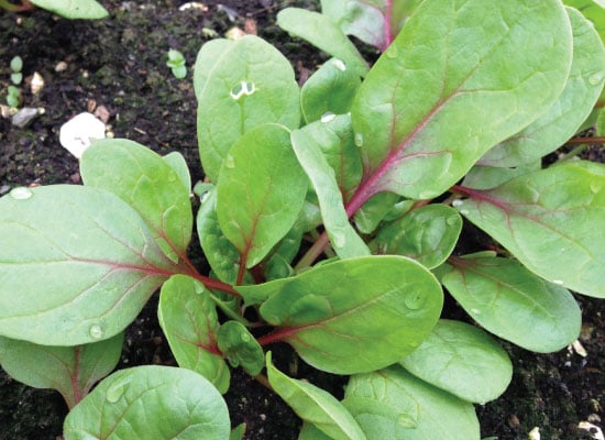 Red Tabby, (F1) Spinach Seeds | Urban Farmer