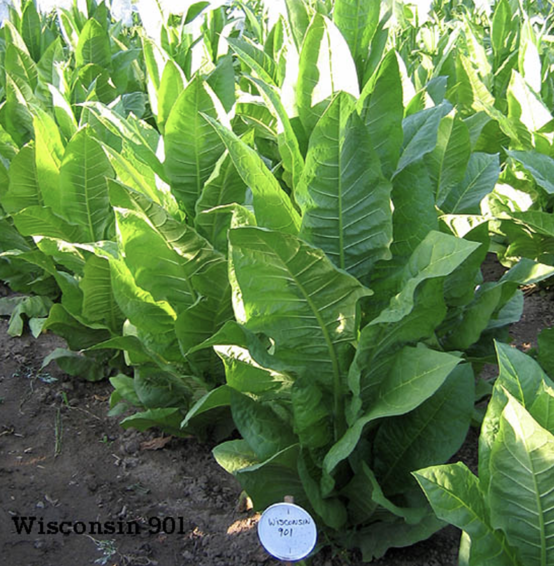 Wisconsin 901, Tobacco Seed