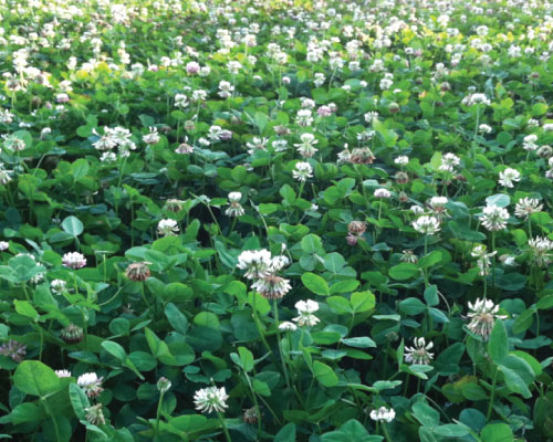 Ladino Clover, Legumes