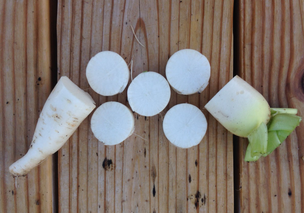 Minowase Daikon, Radish Seeds