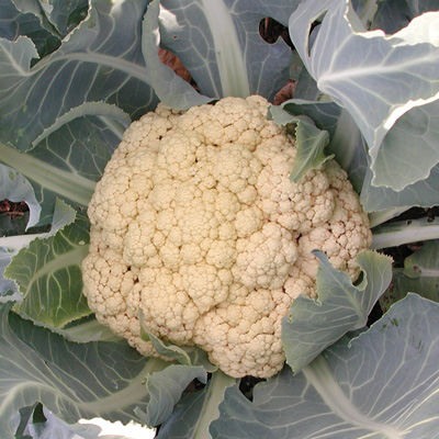 Snow Crown, Organic (F1) Cauliflower Seeds