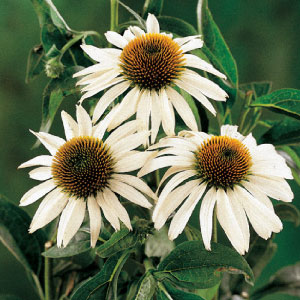 White Swan, Echinacea Seeds