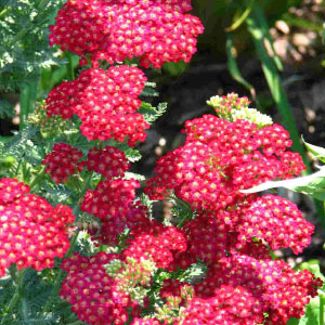 Red Shades, Achillea (Yarrow)