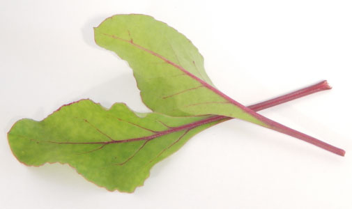 Early Wonder Beet, Microgreen Seeds