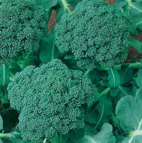 Green Sprouting Calabrese, Organic Broccoli Seeds