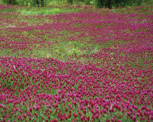 Medium Red Clover, Legumes