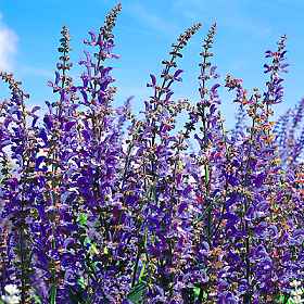 Blue Spire, Salvia Seeds