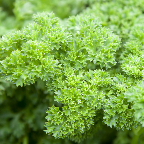 Triple Curled, Parsley Seed