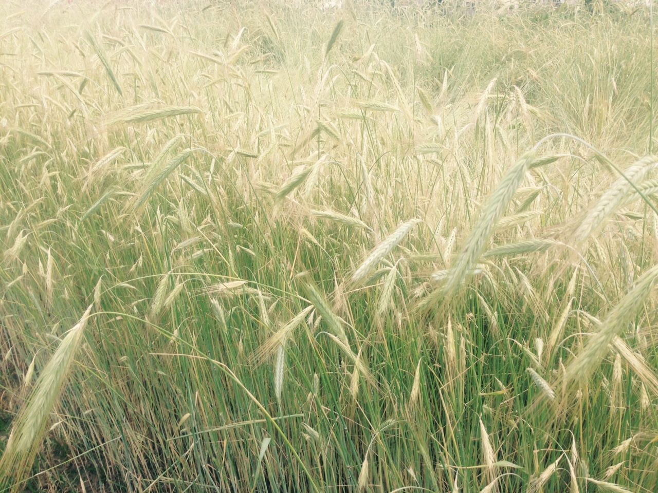 Winter Rye, Grains