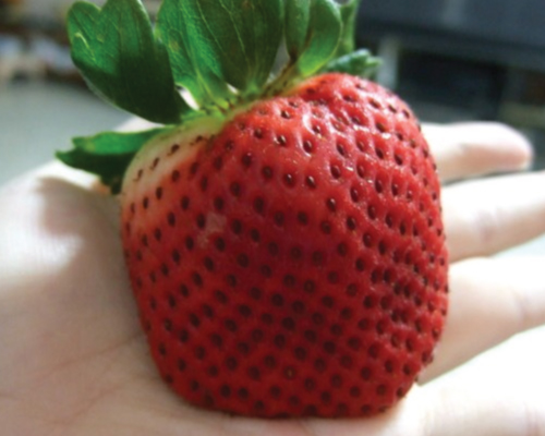 Giant, Strawberry Seeds