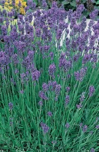 Munstead, Lavender Seeds