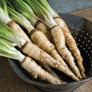 Mammoth, Salsify Seeds