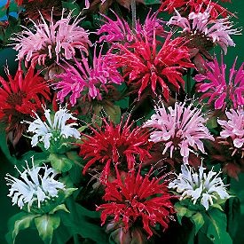 Panorama, Bee Balm Seeds