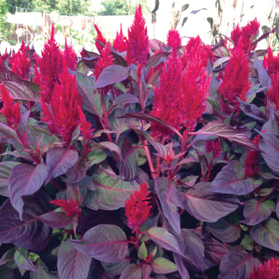 New Look, Celosia Seeds