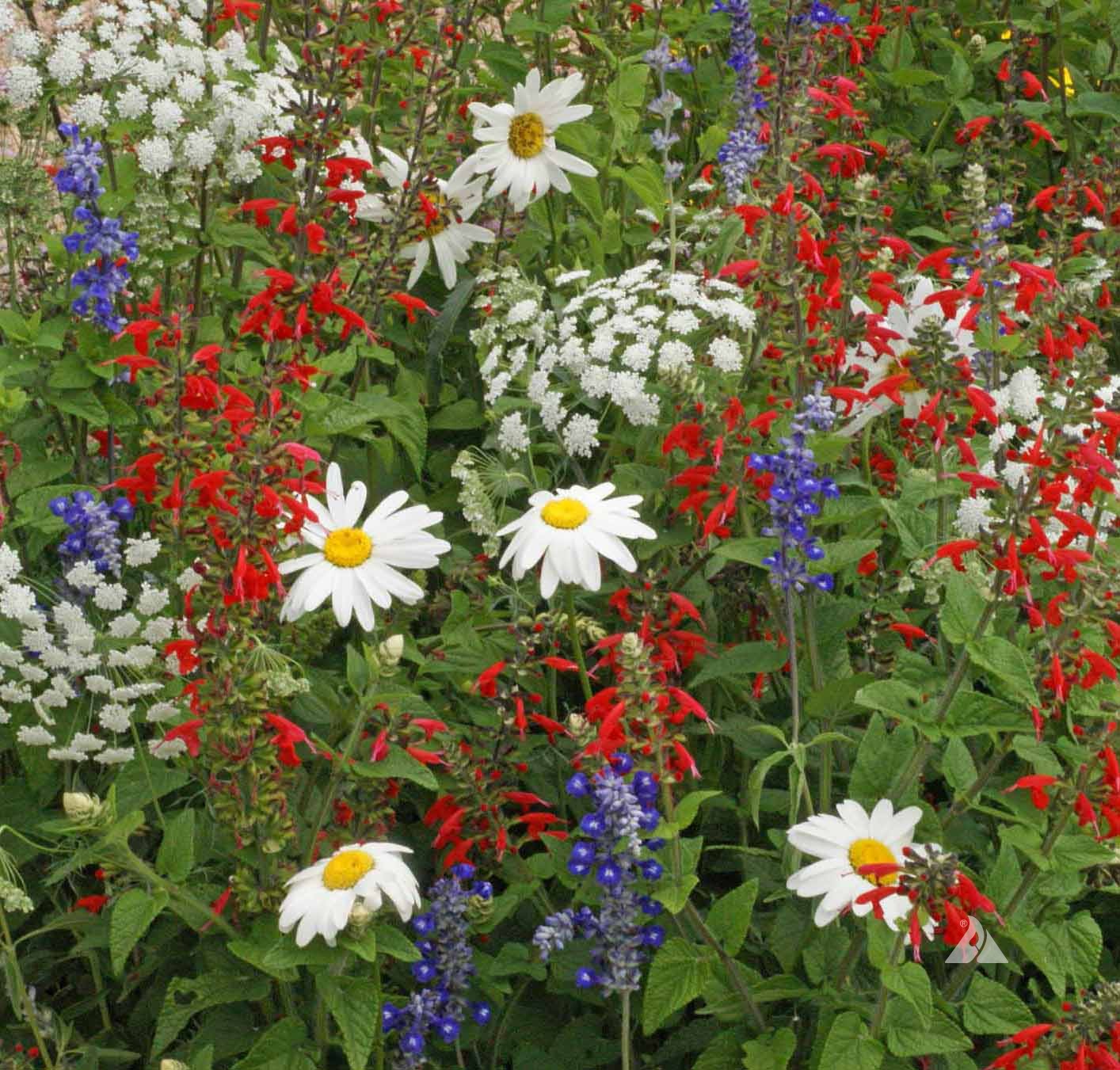 Red, White & Blue, Wildflower Seed