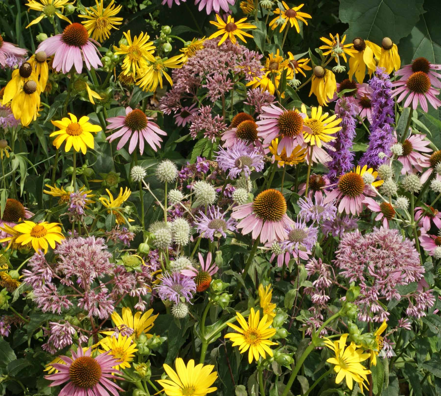 Tall Prairie Blend, Wildflower Seed