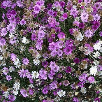 Immortelle, Xeranthemum Seeds