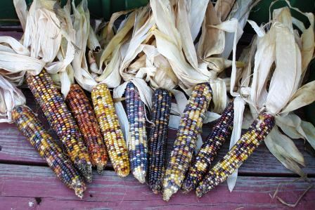 ornamental corn