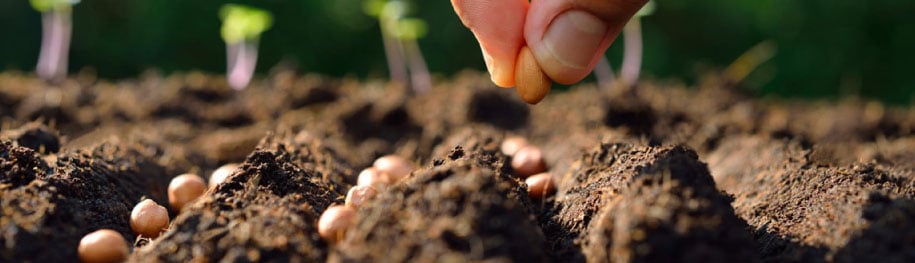 Cheap Seeds