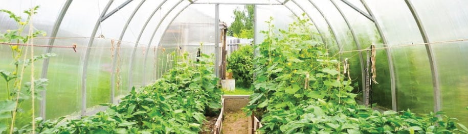 Greenhouse Production