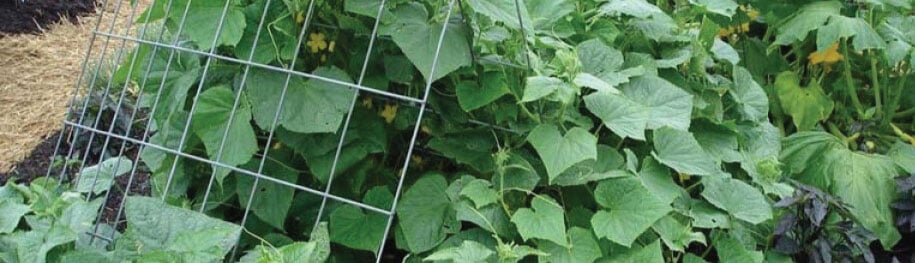 Trellis Garden